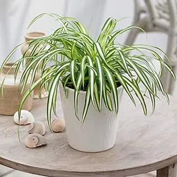 JooGTooK Live Indoor Plant Chlorophytum Comosum Chlorophytum, Spider Beautiful Plants for Home Air Purifier Garden Plant(1 Healthy Live Plant)-picture-29
