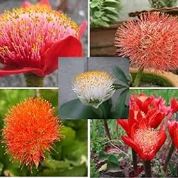 Flower Bulbs Imported Summer Harvest Elegance Football Lily/Scadoxus Beauty for Indoor Gardening Blooms and Healthy Growth flower bulb Multi Mix (Pack Of 4 Bulbs)-picture-30