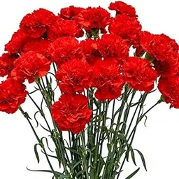 Carnation Flower RED image 1