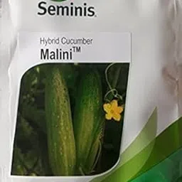 MONSANTO (SEMINIS) Cucumber Seeds Malini Hybrid Cucumber Variety- Malini 300 Seeds-picture-14