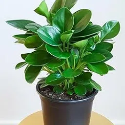 ANURAJ FARMS Peperomia obtusifolia -Baby rubber plant, Peperomia Plant Indoor For Table Top Plants Bedroom,Study - Decoration Giftlive plant WITH POT(green)-picture-16