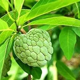 GreenCaart Live Fruit Custard Apple/Seetha/Sharifa/Sitaphal/Cherimoya/Sugar-Apple Healthy Hybrid Live plant Pack of 1-image-13
