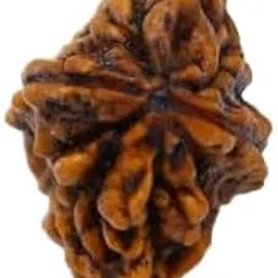 TRINETRA GEMS STONE Two Face Rudraksha IGL Lab Certified Natural Brown दो मुखी रुद्राक्ष For Make Pendant Mala Do Mukhi Rudraksha From Nepal Real 2 Mukhi Rudraksha-picture-30