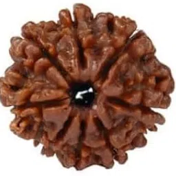 MAA SHAKTI GEMS 8 Mukhi Rudraksha From Nepal Genuine Aath Mukhi Rudraksha For Make Pendant Mala Precious Brown Eight Face Rudraksha IGL Lab Certified 8 मुखी रुद्राक्ष For Men Women-image-40