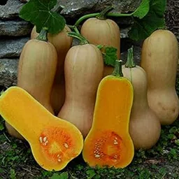 Indica Squash WALTHUM Butternut/Bell Shape 10 Seeds/4 PKTS by Super Agri Green-picture-12