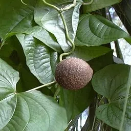 Dioscorea Bulbifera~ Air Potato ~ Air or Bitter Yam Varahi bulbs for Growing-picture-17