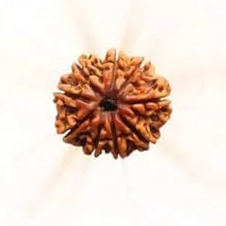Natural 9 Mukhi Nepali Rudraksh, Natural Sacred Bead, Spiritual Meditation-picture-30