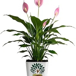 Gravendo Pink Peace Lily (Spathiphyllum) Live Indoor Plant with Flower Pot For Home Office and Living Room With Pot pack of 1-image-58