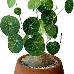 Stepnea Erecta Succulent Plant - Unique Indoor Decorative Succulent, Easy-Care, Low Maintenance, Perfect for Home & Office, big size bulbs, healthy live plant, with pot,-picture-18