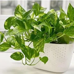 Money Plant with Pot | Variegated Green Indoor Plant for Positive Energy-picture-27