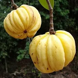 Grafted Rare Garcinia Gummi- Gutta Garcinia cambogia Malabar Tamarind Kudampuli Live Plant (1 Plant)-picture-12