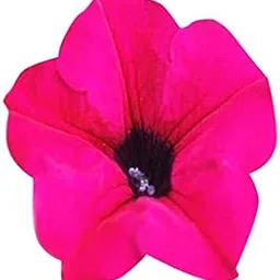 Futaba Climbing Morning Glory - Pink -300 Pcs-picture-42