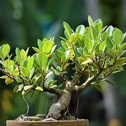 AVIKGARDEN Lucky Banyan Live Plant, Laurel, Curtain Fig Tree, Banyan Indian, BonsaiMarri, Baniyana baragad, Paniyan Banyan, Malayan, Ficus Long, Island Mini, Chaina Bot, Banyan Old Bonsai Live Plant-image-28