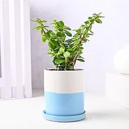FlowerAura Air Purify Live Jade Plant In Multicolor Terracotta (Mitti) Pot For Living Room, Balcony, Bedroom, Home/Office Decor, Birthday Gift, Anniversary Gift, Diwali Gift (Same Day Delivery)-picture-15