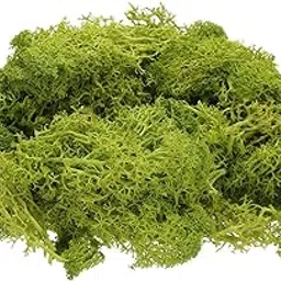 uxcell Preserved Reindeer Moss, 4 OZ Fake Moss for Crafts Artificial Dried Moss for Decoration, Craft, Terrariums, Potted Plants, Centerpieces Fairy Gardens (Chartreuse)-picture-20