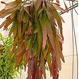 The Plant Paradise Cristoalmeria Rhipsalis Plants Plant for Indoor & Outdoor Decoration with Plants-picture-26