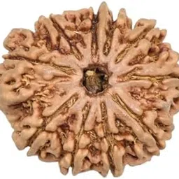 Gemstone Gallery Natural 10 Mukhi Rudraksha from Nepal Original Certified Nepali Beads Das Mukhi Rudraksh Ten Face Rudraksha 10 Faced Rudraksha Dus Mukhi Dashamukhi Rudraksha 10 मुखी रुद्राक्ष नेपाली-image-13