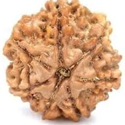 MAA SHAKTI GEMS Superb Natural 7 Mukhi Rudraksha For Make Pendant Sat Mukhi Rudraksha IGL Lab Certified Blessed Lord Lakshmi Genuine Brown Seven Face Rudraksha Nepali Beads सात मुखी रुद्राक्ष-picture-16
