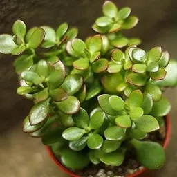 Oxiflora®Original Green Jade Crassula Lucky Bonsai Feng Shui Plant Best For Home Decorative Money Desi Jade Plant (Pot Included)-picture-19
