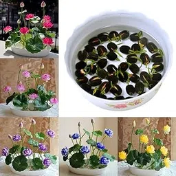 Water Lily Flower Seeds (Pack Of 20 Seeds) - All Mix Colors… Growing Lotus Brings Positive Vibrations According To Vaastu Shastra… 2022_hudgle_18-image-93