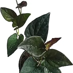The Four Seasons Syngonium Erythrophyllum Black | Air Purifying | Natural Live Plant in Pot-picture-25