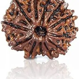 dine gems Natural 12 Mukhi Nepali Rudraksha Twelve Mukhi Rudraksha Pendant for Men & Women Original Certified Pure नेपाली 12 मुखी रुद्राक्ष ओरिजनल पेंडल रुद्राक्ष लॉकेट For Everyone-picture-22