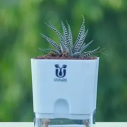 UGALOO Zebra (Haworthia Plants) for Home | with Self Watering Pot | Live Plants for Living Room | Air purifier plants | Succulent Plants-image-10