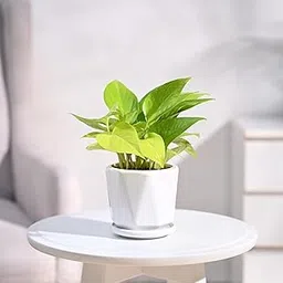 Ugaoo Golden Money Plant Indoor with Diamond ceramic pot (White, Small)-picture-17