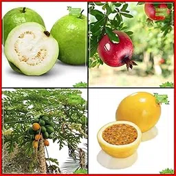 Creative Farmer Garden Seed Combo Fruit : Psidium Guava, Pomagranate, Papaya, Passion Fruit - Yellow Fruit Kitchen Garden Pack-image-86
