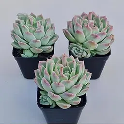 Guruji Plantation Lakshmi Kamal Succulent Plant with Pot Combo, Set of 3, for Indoor Gardening-image-9