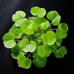 sisa garden Live Aquatic Water pennywort plant, Pack of 2-picture-11