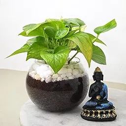 FlowerAura Air Purifying Money Live Terrarium Plant in Glass Pot with Buddha Idol for Living Room, Table Corner, Office/Home Decor and Gift's for Special Occasions (Same Day Delivery)-image-9