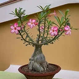 Pack Of 1 Adenium Desert Rose Live Flower Plant For Indoor Garden-picture-62