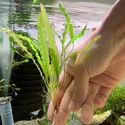 Aponogeton crispus -Easy live aquarium pond aquatic plant bulbs (pack of 5)-picture-18