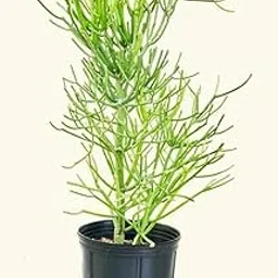 Kalkiplantation Pencil Cactus Plant Euphorbia Tirucalli Milk bush Decorative Succulent for Home Office Balcony garden Air Purifying Indoor Plant (Pack of 1 Plant)-picture-53