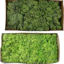 bnf® 2Pcs Natural Dried Reindeer Moss Immortal Moss Crafts DIY Fruit Green Green|Home & Garden | Home Decor| Floral Decor-picture-20