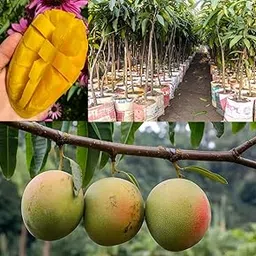 Fernandin Mango Live Plant | Fernandes Mango Tree | Traditional Goan Variety | Sweet Juicy Grafted Fruit Plant for Home Garden, Pot, Balcony, or Terrace-picture-16