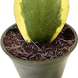 UGALOO Hoya Kerrii Variegated | Heart Shape Plant | Sweet Heart Hoya | Rare Natural Live Succulent Plant in Pot-picture-34