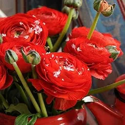 Radha Krishna Agriculture Ranunculus Spring Red Color Flowers Pack of 1 Bulbs for Your Beautiful Garden.-image-14