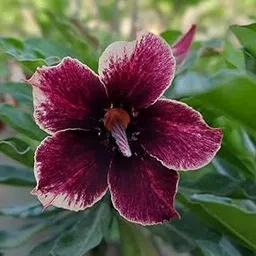 Dream Nursery- Adenium obesum Rare single petal desert rose bonsai plant.-image-38