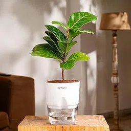KYARI Ficus Lyrata Fiddle Fig Live Plant with White Self Watering Pot - Small 4 Inch-image-42