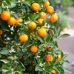 Chinese Orange Live Plant Tree, Narangi live Plant, Citrus Fruit Plant, Narangi ka podha ; 1 Healthy Plant With 4 Inches Blck Pot-image-94