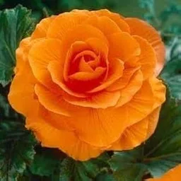 TARULATA PLANTS MARKET Camellia orange (pack of 1) Perfection flower Live Plant Rare Hybrid (Plant Height 1.5-2.5 Feet) Live Flower Plant for Home gardden out doon-image-58