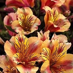 Oakwood Farms � Imported Peruvian lily Light Brown Color Flower Bulbs For Your Garden (Pack Of 2 Bulbs)-picture-30