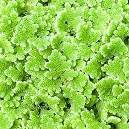 Azolla seeds live plant || Live plant azolla seeds || Pack of 380-picture-18