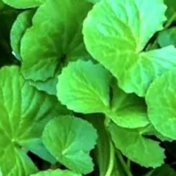 Organic Ayurvedic Brahmi Saraswati Live Plant, Improves Brain Function and Memory, 15-20 cm Height-picture-30