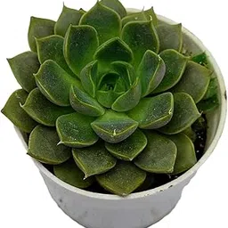 Gravendo Original Laxmi Kamal Vastu Plant | Sempervivum Live Succulent Plant With Pot | Vastu Plant | Indoor Plant | Live Plant | Good Luck Plant (LAXMI KAMAL PLANT)-image-79