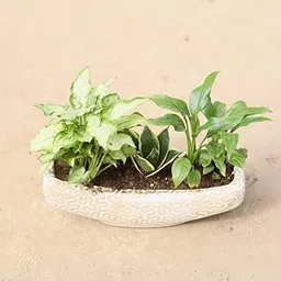 Syngonium Yami Green, Snake Dwarf & Peace Lily in 6 Inch sunlight plant Designer Ceramic Bonsai Tray (any colour & design)-image-95