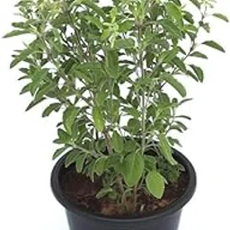 Live Tulsi Live Plant With Pot - Holy Basil for Home Garden and Pooja - Krishna Tulsi, Green With Pot-picture-11