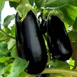 Green World Brinjal Eggplant F1 Hybrid Crypton Kranti For Kitchen Gardening (Seed, 10.)-picture-16